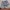Zebra Shorts